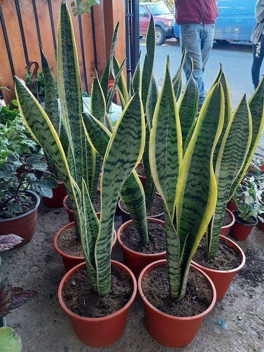 Comment Entretenir Et Sublimer Votre Sansevieria 